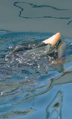 Fish at Puerto Mogan